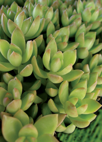 Sedum adolphii